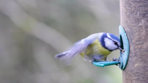 4K-Zeitlupenaufnahme eines Vogels, der auf einer Vogelsämaschine landet und Samen aus nächster Nähe frisst.