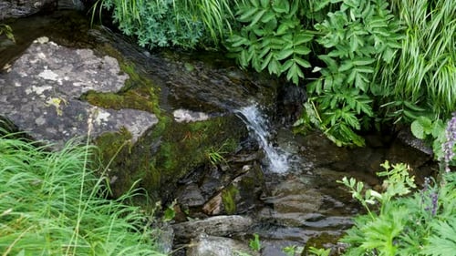 River water runs over the moldy stones and through the grass