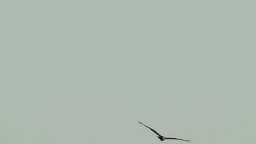 The western marsh harrier flying and gliding over cloudy sky in Texel, Netherlands, slow-motion