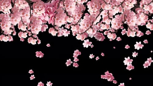 Falling Pink Cherry Blossom Petals Animation Overlay
