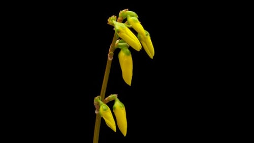 Timelapse de l'ouverture de la fleur de forsythia jaune (forsythia), floraison sur fond noir
