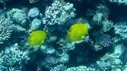 Blue yellow butterfly fish swimming in Red Sea in Egypt