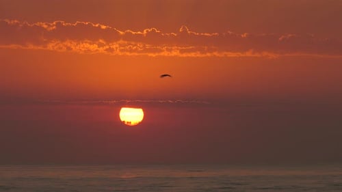 Dramatic dawn skies with sunrise over ocean waves, seagull silhouette