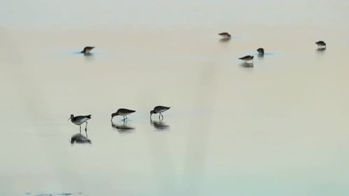 A group of tringa birds feeding at sunset in the shallow water of a pond in Ria Formosa, Portugal