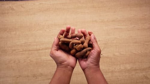In der Hand haltende Tamarindenfrüchte zum Kochen zu Hause