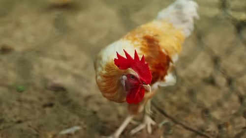 Coq avec pétoncle rouge