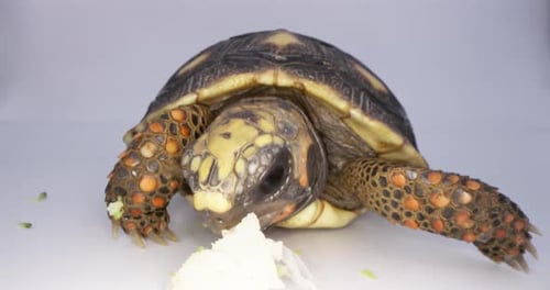 Turtle Tortoise Eating