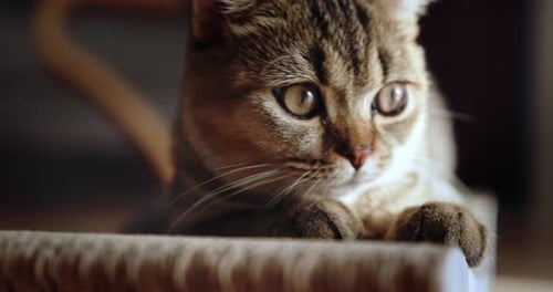An Inquisitive Cat Engaged in Play with a Scratching Post in Its Household
