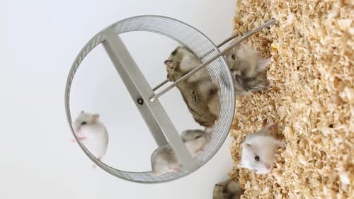 The Offspring of Hamsters Run on the Wheel