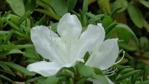 Nahaufnahme der weißen Azaleenblüte.