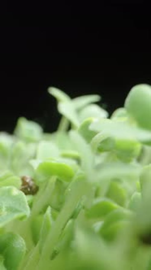 Vibrant Green Sprouts and Leaves Macro Close-up