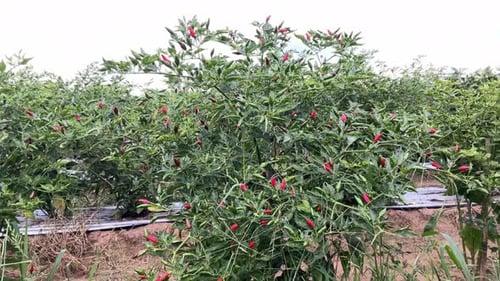 frische und exotische Chilis