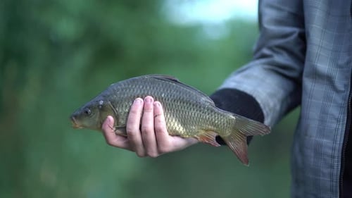 Fisherman Holds a Carp in His Hands