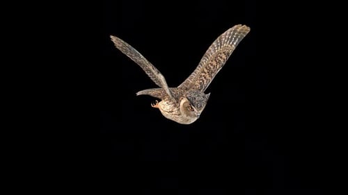 Owl Fly Idle 2