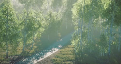 Misty Morning Light Filters Through Lush Trees Along a Serene Forest Path
