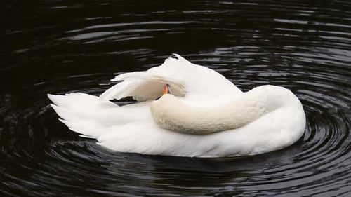 The white swan bathes, washes and cleans its wings and feathers in the water of the pond.