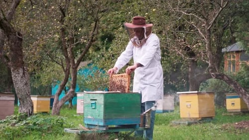 Mann im Garten mit Biene