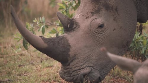 Head of white rhinoceros with muddy horn grazing next to another rhino.