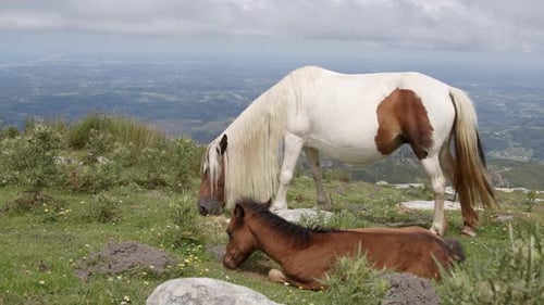 Mare Grazing Near Sleeping Foal on Mountaintop