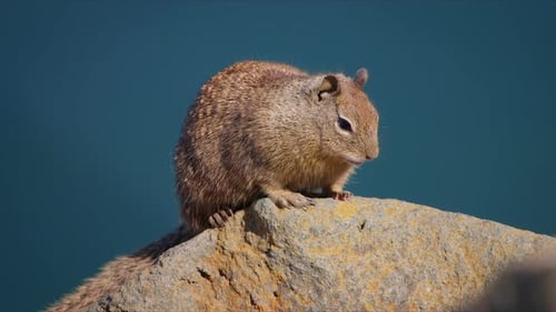 A Curious Ground Squirrel is Sitting on a Rock Near the Waters Edge
