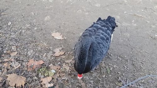 Black swan close up shoot