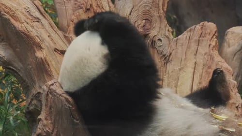 Giant Panda Relaxing and Grooming in a Tree