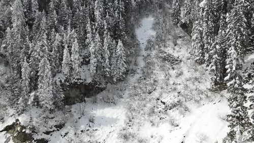 Snowy Forest