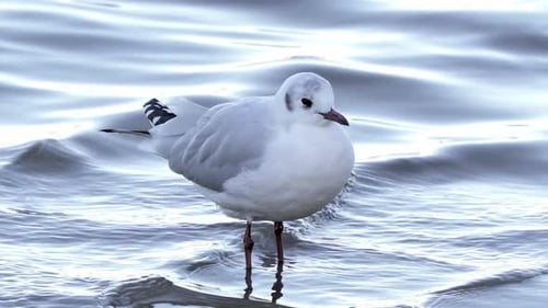 Grey-headed gull stands in shallow wavy water on windy day, close view