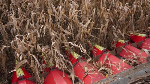 Corn Harvester Working in the Field Corn Harvesting Concept