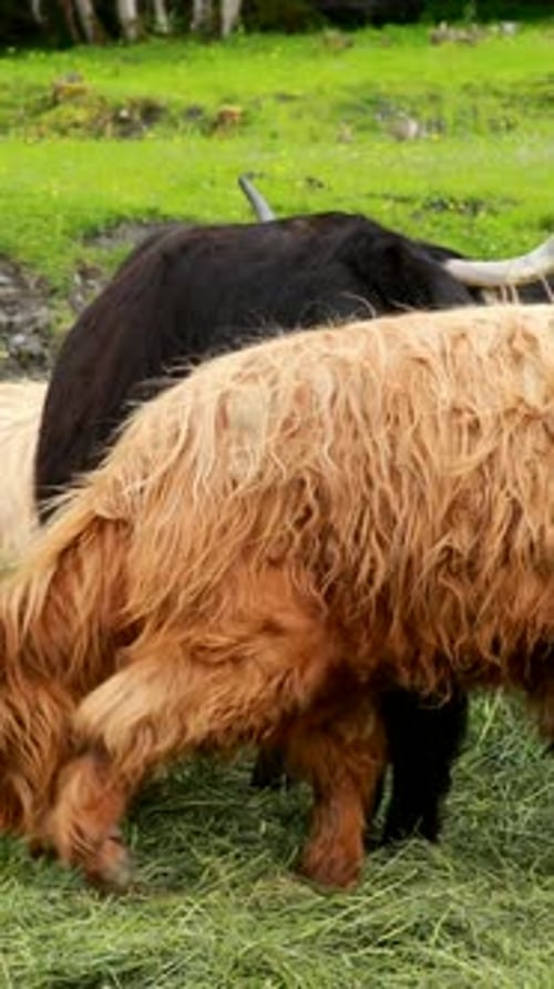 Highland Cattle Grazing Together in a Rural Pasture