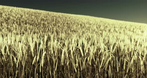 Golden Wheat Field Swaying in Gentle Breeze During Late Afternoon Light