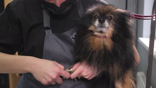 Une vétérinaire coupe les griffes d'un chien de Poméranie dans une clinique vétérinaire