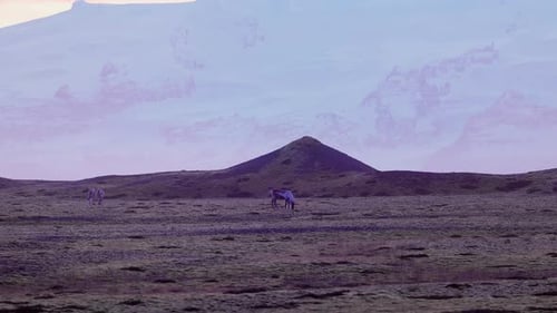 Animals Walking Around Arctic Fields