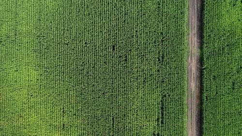 Left to right aerial shot over a corn field with dirt road in the middle.