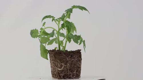 Tomato Plant Seedling with Exposed Roots Rotating