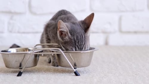 Gray Tabby Kitten Eating from Food Bowl