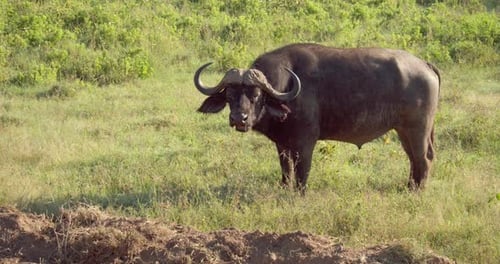 Ein riesiger afrikanischer Büffel spaziert in der afrikanischen Savanne inmitten der wilden Natur. Konzept von: