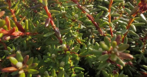 Toundra arctique. Empetrum est un genre de trois espèces d'arbustes nains à feuilles persistantes de la famille des bruyères