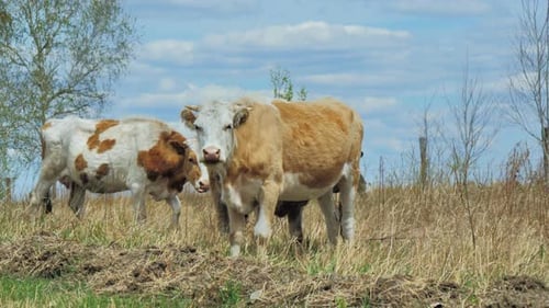 Cows Grazing on a Meadow One Cow Looking at the Camera Beautiful Summer Day
