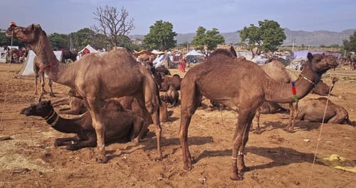 Camels at Pushkar Mela Camel Fair Festival in Field Eating Chewing Pushkar Rajasthan India