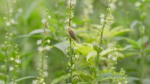 A hand held mid close up shot of a bug called leaf hopper moving on a white flower seed plant from C