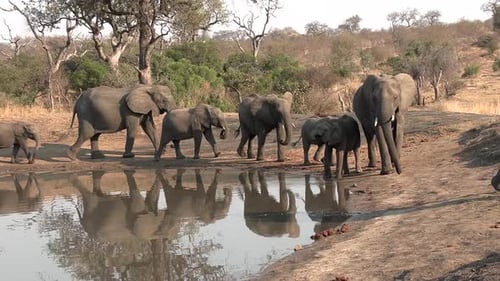 A herd of elephants gracefully walks past a waterhole, reflections visible in the water.