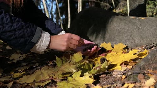 Woman picking up pine cones in autumn forest, happiness and gratitude close up