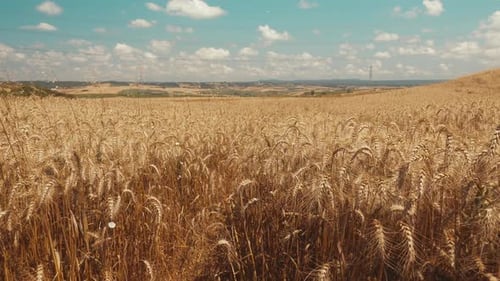 Wheat