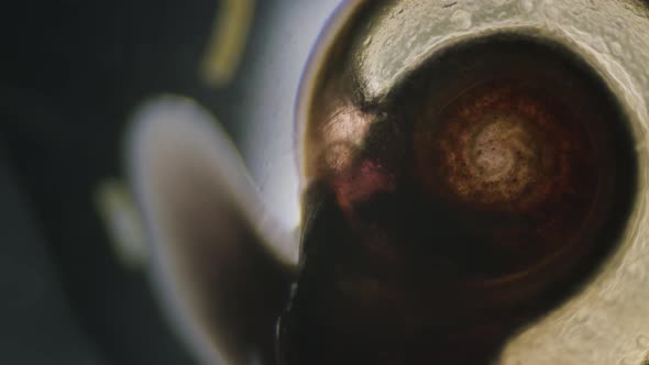 Microscopical translucent transparent snail with shell visible heart ...