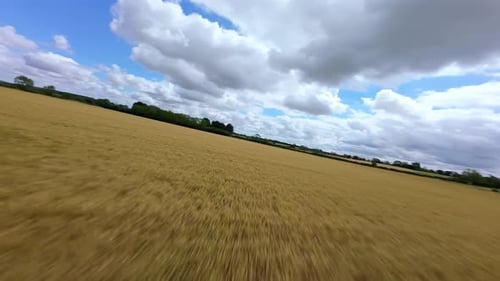 Expansive Wheat Fields in the United Kingdom