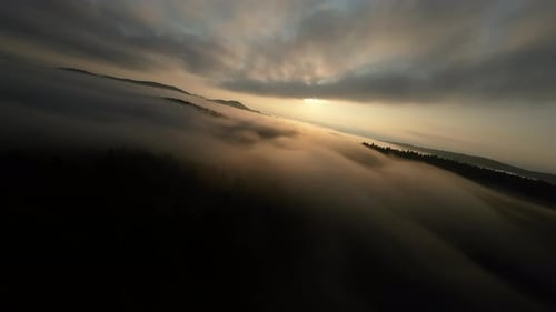 Aerial Fpv Drone Flying in the Misty Forest with Morning Fog on Sunrise