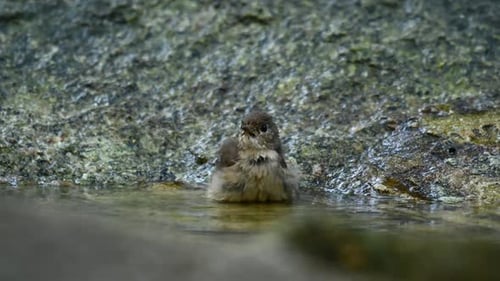 Red-throated Flycatcher, Ficedula albicilla, Thailand; facing towards the camera while bathing in a