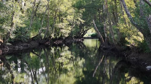 Gallery forest on a river