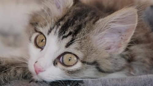 Cute Kitten Relaxing, Lying Down Indoors